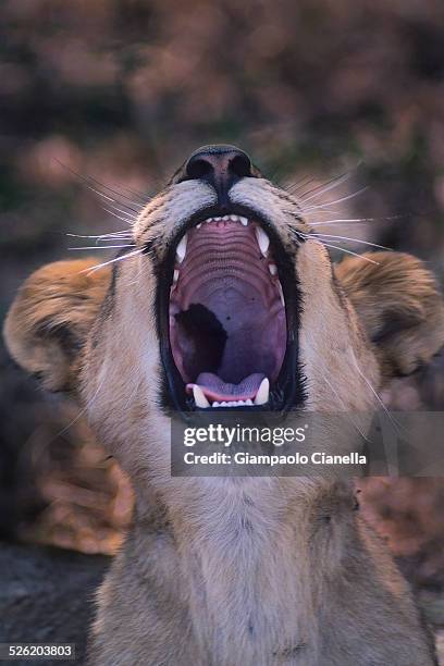 a lion yawing in selous game reserve - selous game reserve stockfoto's en -beelden