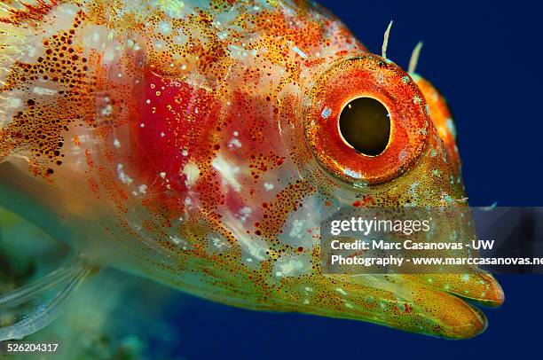 black-faced blenny - black blenny stock pictures, royalty-free photos & images