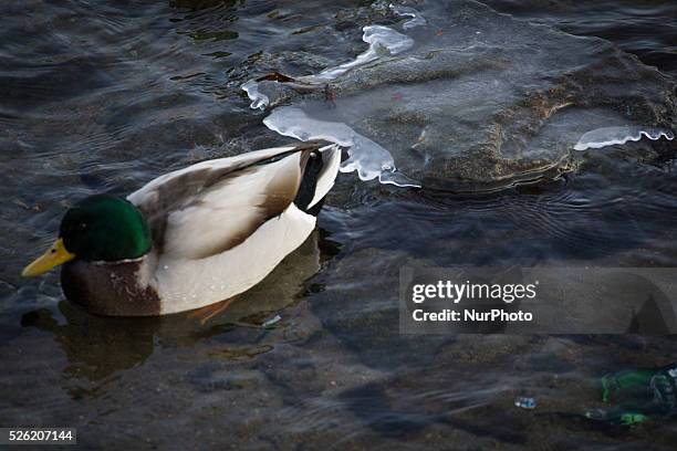 Bydgoszcz, Poland, 02 Jauary 2016 - People go swimming outdoors after nights of frost. After temperatures hit record highs in December the new year...