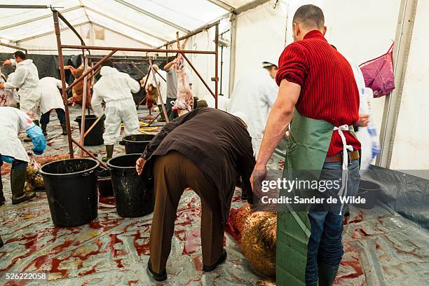 October Brussels, Belgium. During Eid al-Adha, many Muslim families sacrifice a sheep and share the meat with the poor. A man checks his killed sheep...