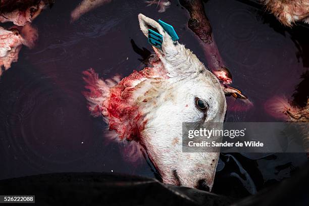 October Brussels, Belgium. During Eid al-Adha, many Muslim families sacrifice a sheep and share the meat with the poor. Bodyparts of several...