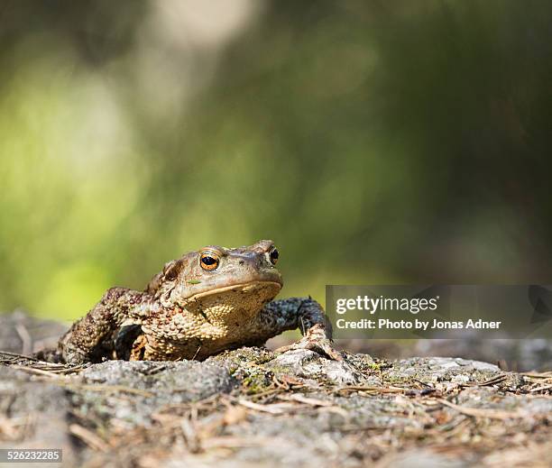 the toad - jonas adner stock pictures, royalty-free photos & images