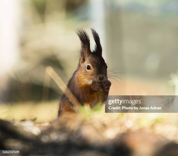 the squirrel - jonas adner stock pictures, royalty-free photos & images