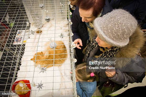 February 2016 - On Sunday a cat show with several thousand visitors took place at the newly built Zielony Arkady shopping mall. On February 17th in...