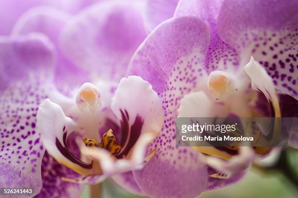 doritaenopsis orchid leopard prince 'f1138' - doritaenopsis stock pictures, royalty-free photos & images