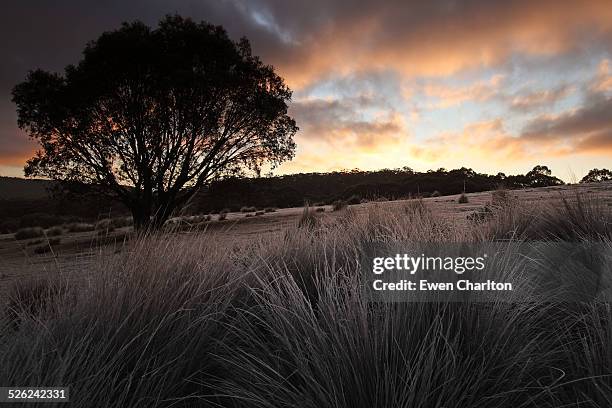 winter morning - cooma stock pictures, royalty-free photos & images