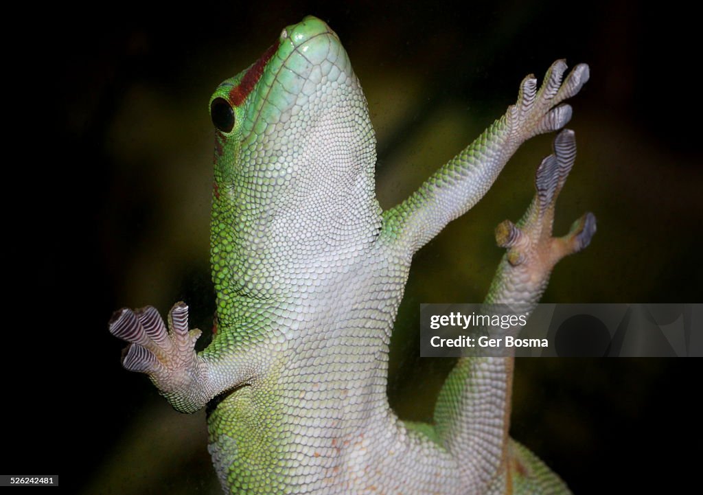 Green Gecko Sticky Fingers
