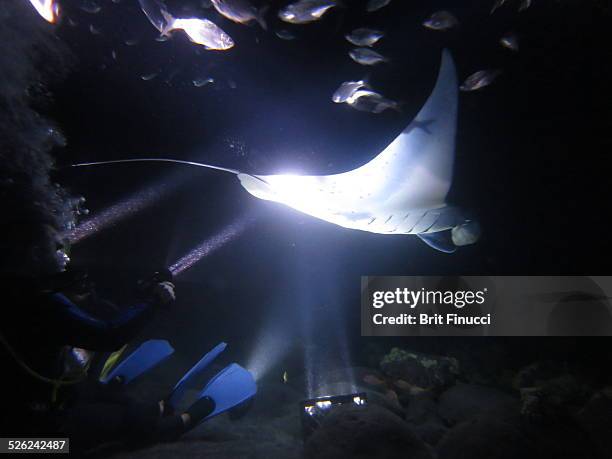 manta night dive - manta ray stock pictures, royalty-free photos & images