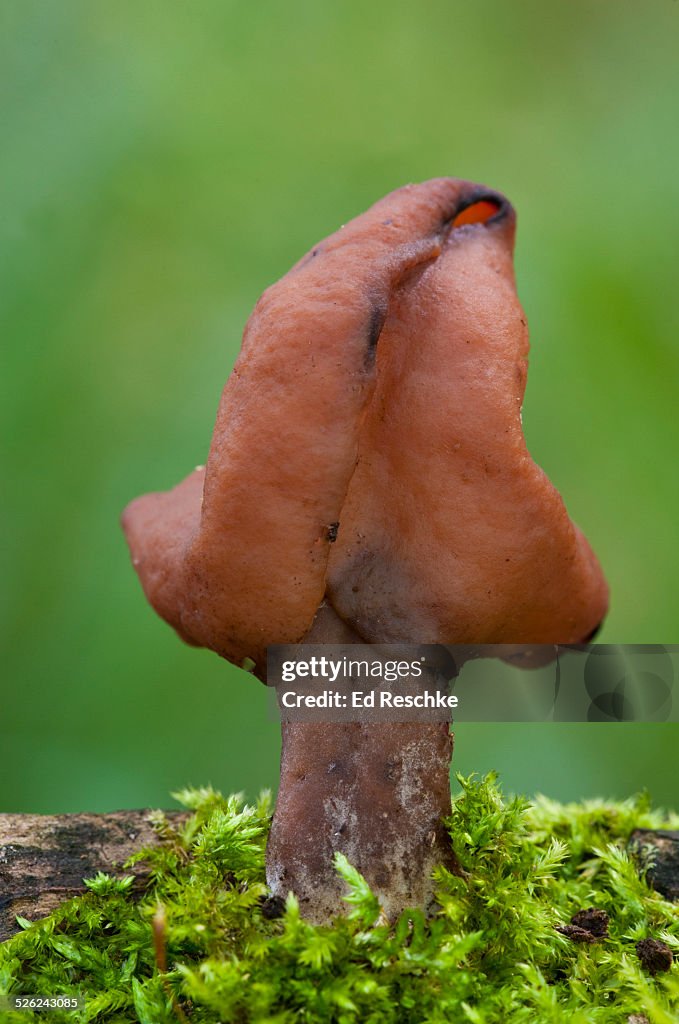 Saddle-shaped False Morel--POISONOUS