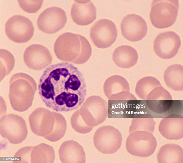 neutrophil--a white blood cell (leukocyte), 500x - neutrophil stock pictures, royalty-free photos & images