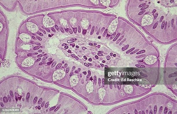 villus cross section--simple columnar epithelium - epithelium stock pictures, royalty-free photos & images