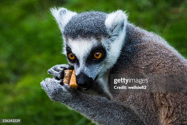 ring tailed lemur eating - lémur de cola anillada fotografías e imágenes de stock