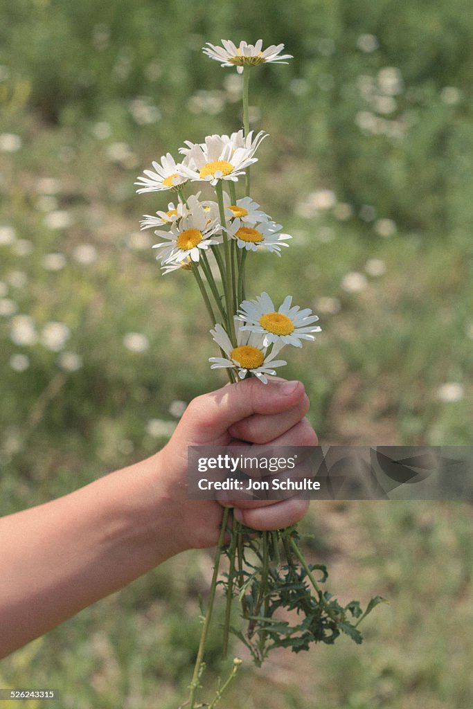 Flowers in the Field