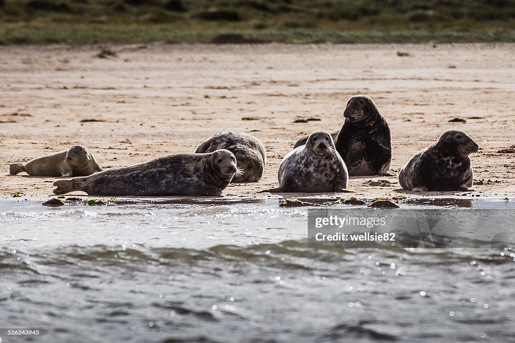 Family of seals