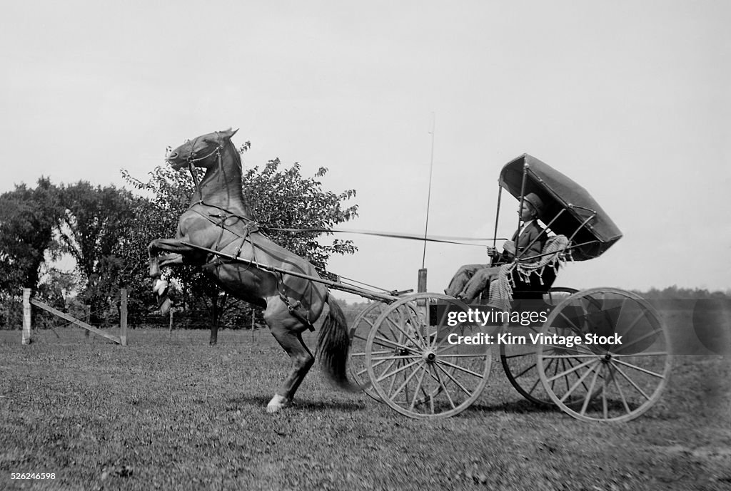 A horse rears up while pulling a buggy, ca. 1900