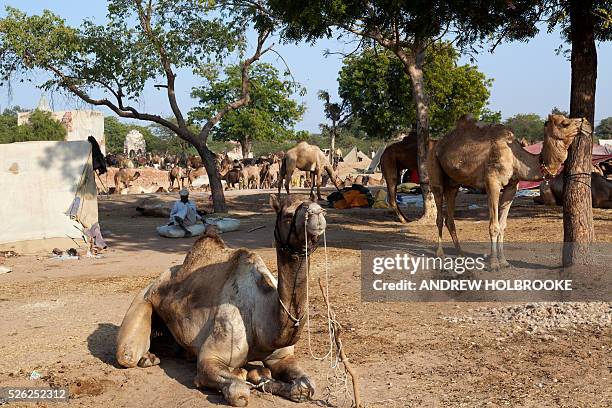 161 Nagaur Photos and Premium High Res Pictures - Getty Images 161 Nagaur Photos and Premium High Res Pictures - Getty Images