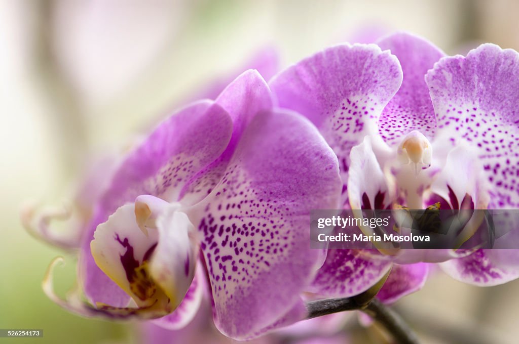 Doritaenopsis Orchid Leopard Prince 'F1138'