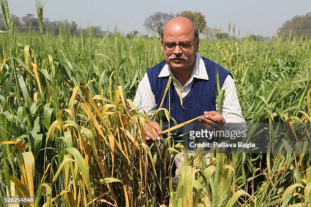 Green Revolution benefits poor. India with its 1.25 billion population has become a net exporter of wheat up from half a century ago when hundreds of...