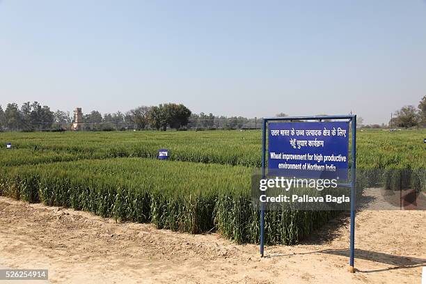 Green Revolution benefits poor. India with its 1.25 billion population has become a net exporter of wheat up from half a century ago when hundreds of...