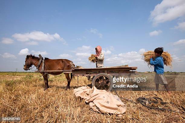 Cambodia, paddy-field, north of Phnom Penh: harvesting in the paddy-fields during the dry season. The straw is cut, gathered into sheaves then load...