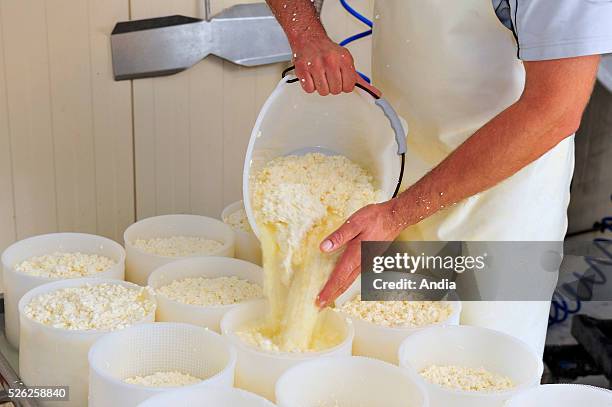 Cheese making in the farmers' economic interest group "GAEC Sellier" at Champigneul sur Vence : "tomme ardennaise" cheese making, produced in the...
