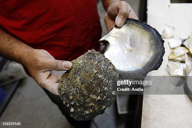 Papeete : In this workshop craftmen use pearl oysters to manufacture jewels and mother-of-pearl objects. Raw oyster. 2011.