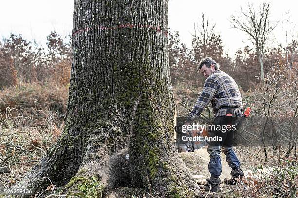 Forest of Troncais , Decembre 2012: woodcutter / lumberjack. Someone cutting down a tree with a chainsaw.