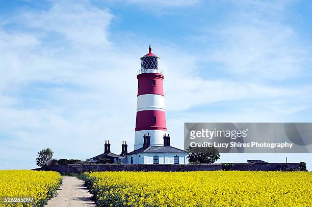 red and white lighthouse in a field of rapeseed. - lucy shires stockfoto's en -beelden