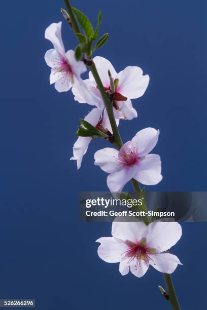 pink almond blossom - gaucin stockfoto's en -beelden
