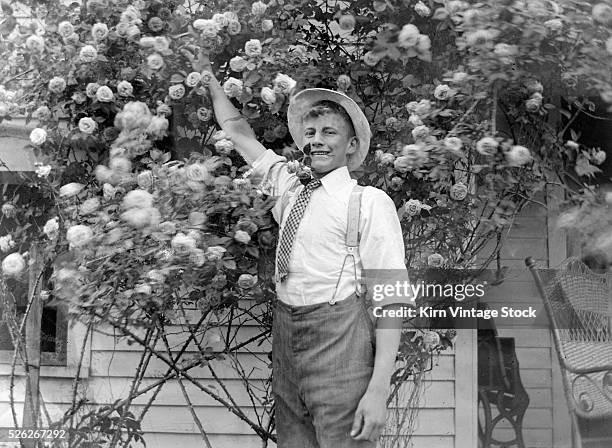 Young man with a rose in his teeth picks another, ca. 1908