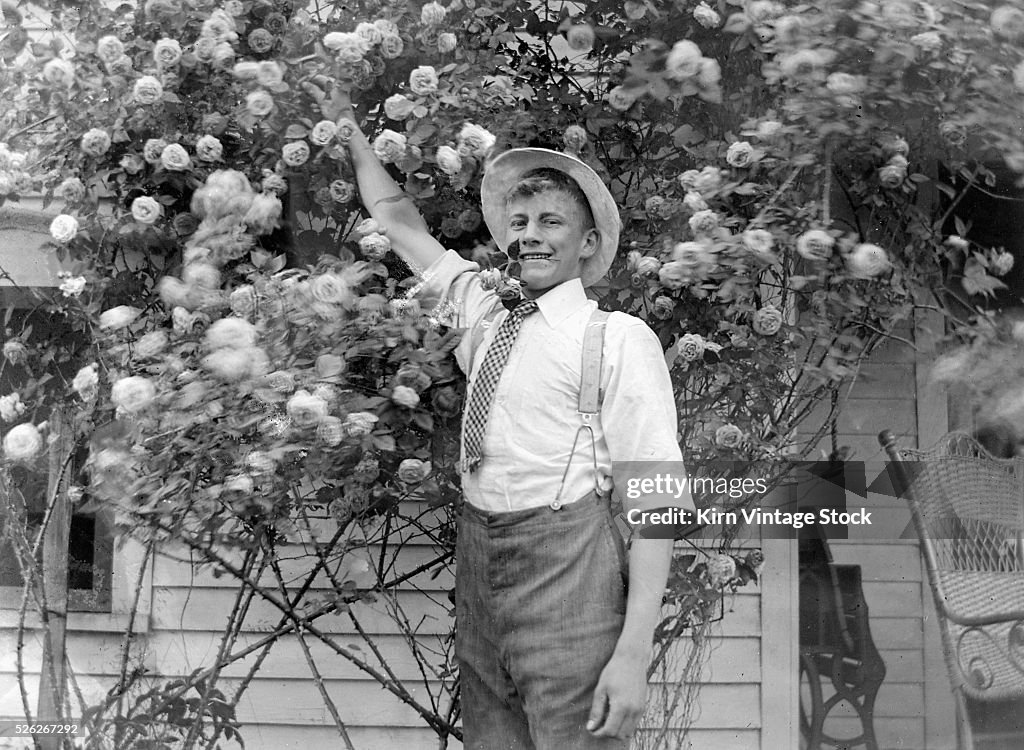 Young man with a rose in his teeth picks another, ca. 1908