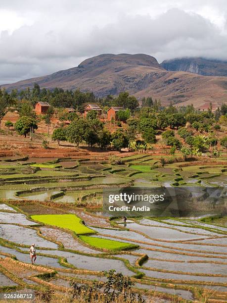 Paddy-fields in the area of Ambalavao.