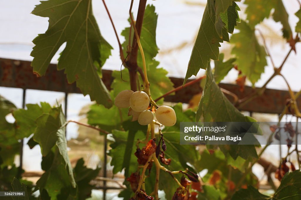 Israel - Crops bloom in Negev Desert