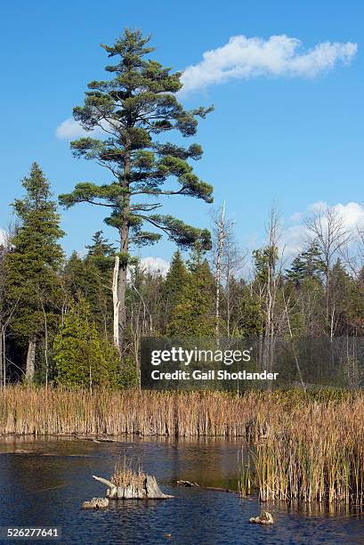 white pine at the pond - eastern white pine stock pictures, royalty-free photos & images