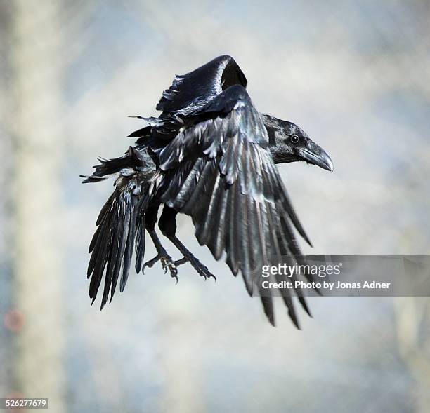raven landing - jonas adner stock pictures, royalty-free photos & images