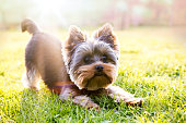 Yorkshire terrier waiting for play