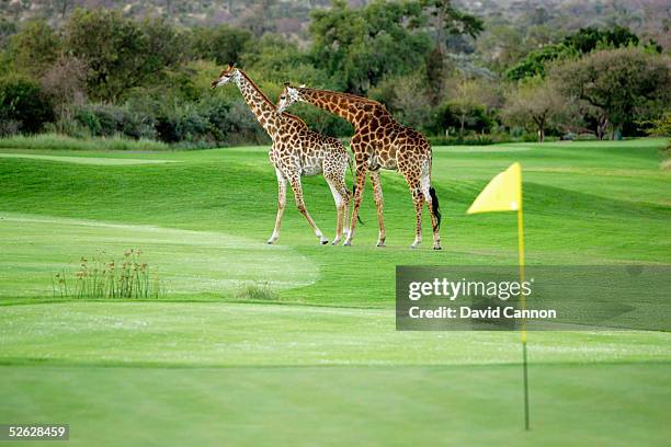 Giraffe cross the 1st hole at dusk at The Leopard Creek Country Club Golf, on July 04, 2004 in Malelane, South Africa.