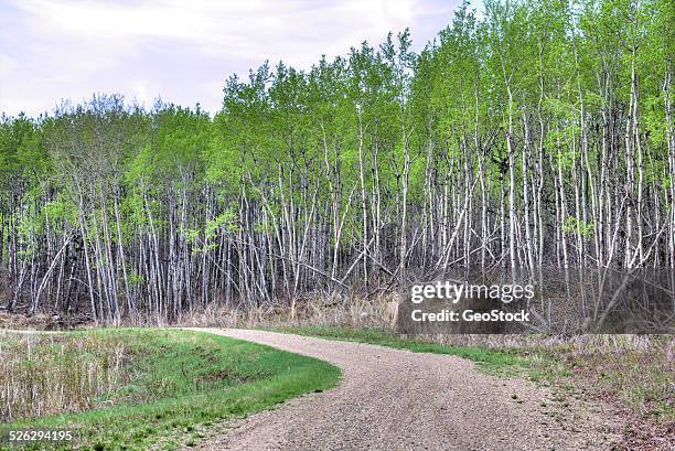 a dirt road in a birch forest - northern saskatchewan stock pictures, royalty-free photos & images