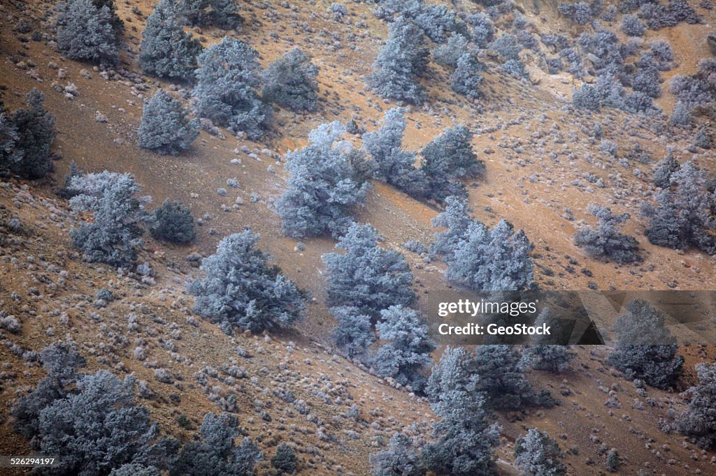 Hoarfrost on desert trees, aerial