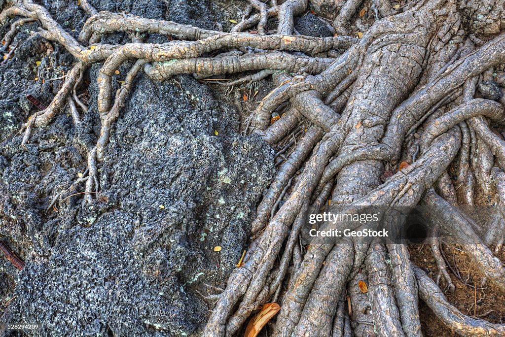 Tree roots latch onto a rock