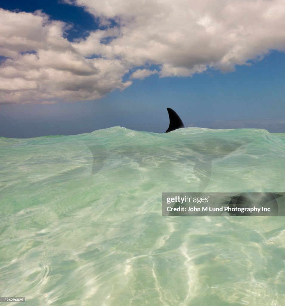 Shark fin visible above tropical waves