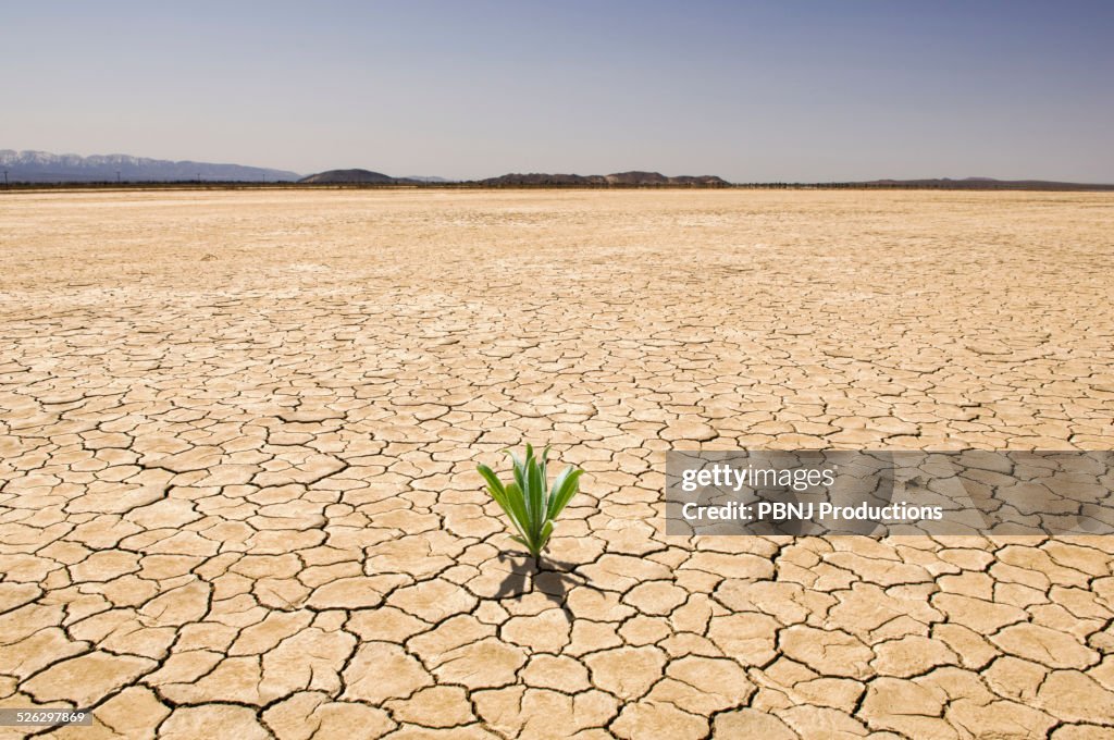 Green plant growing from cracked dry soil in desert landscape