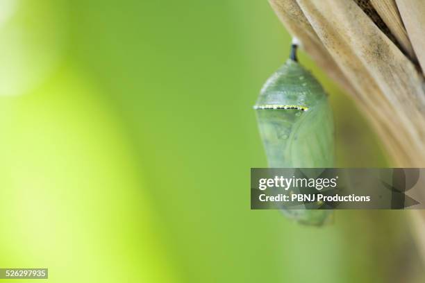 close up of butterfly cocoon hanging from tree - kokon stock-fotos und bilder