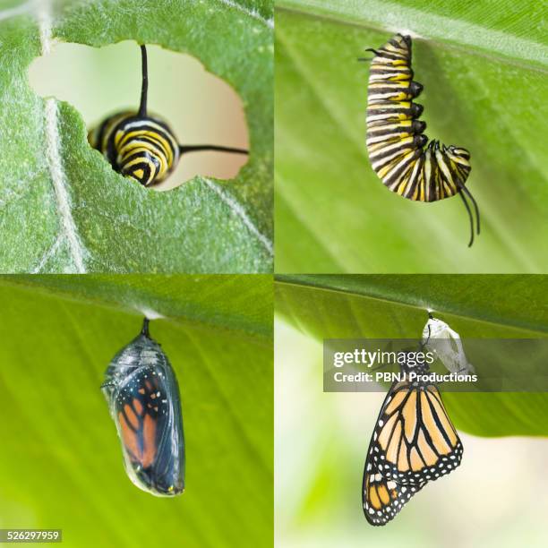 four images of caterpillar growing into cocoon and butterfly - caterpillar stock-fotos und bilder