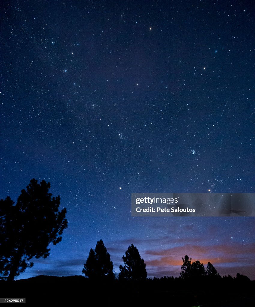 Silhouette of trees under starry night sky