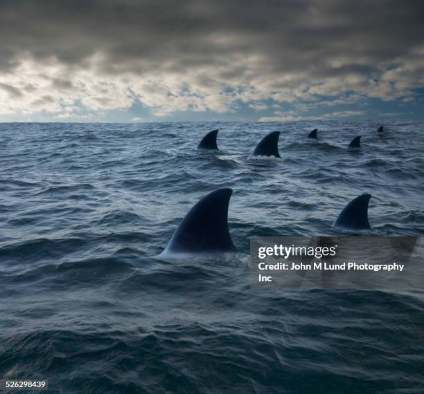 shark fins in ocean - tiburón fotografías e imágenes de stock