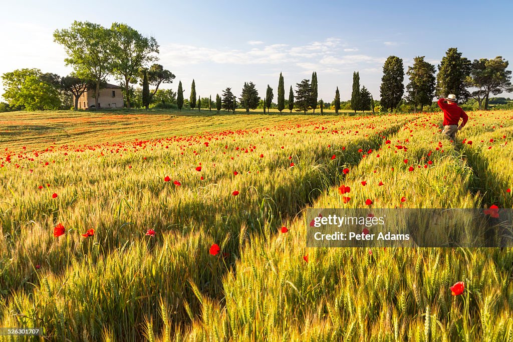 Man in field of poppies looking at farmhouse