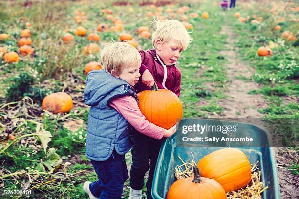 children picking pumpkins - picking harvesting stock-fotos und bilder