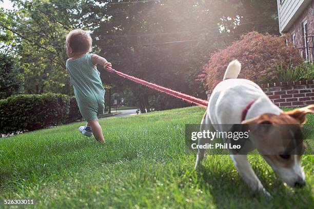 boy and dog in oppsite directions - pulling different directions stock pictures, royalty-free photos & images