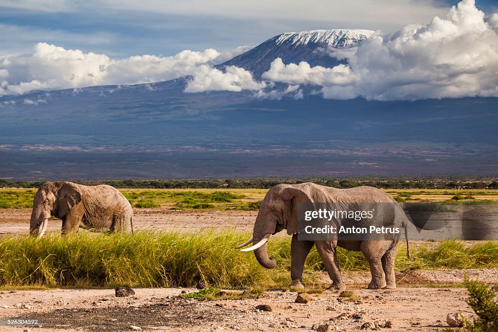 Two elephants on a background of Mount Kilimanjaro, Amboseli, Kenya